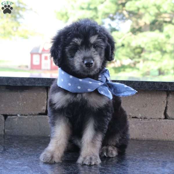 Roscoe, Mini Goldendoodle Puppy